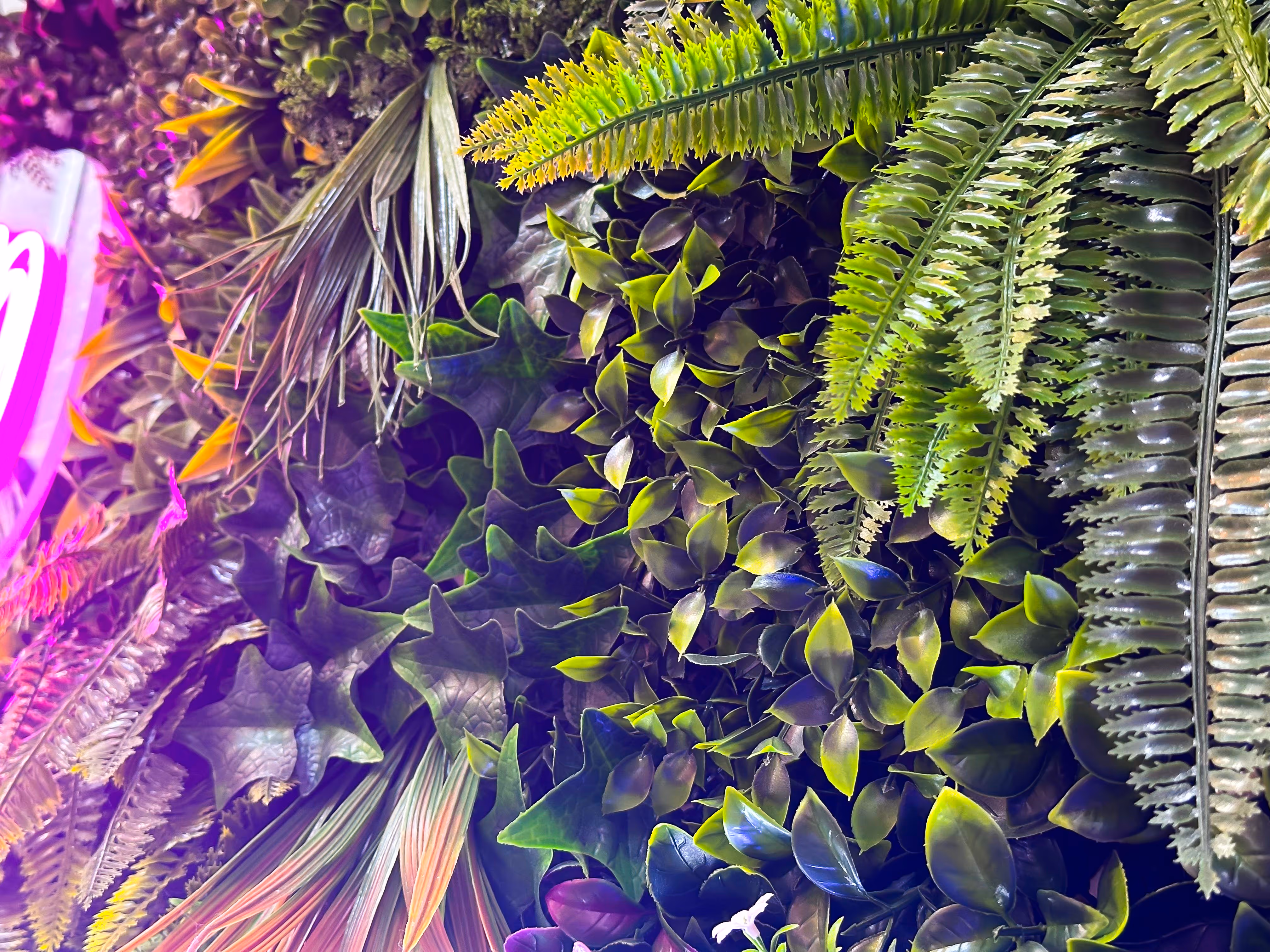 Close-up of a living wall, with various green leaves and ferns with purple lighting on the left side