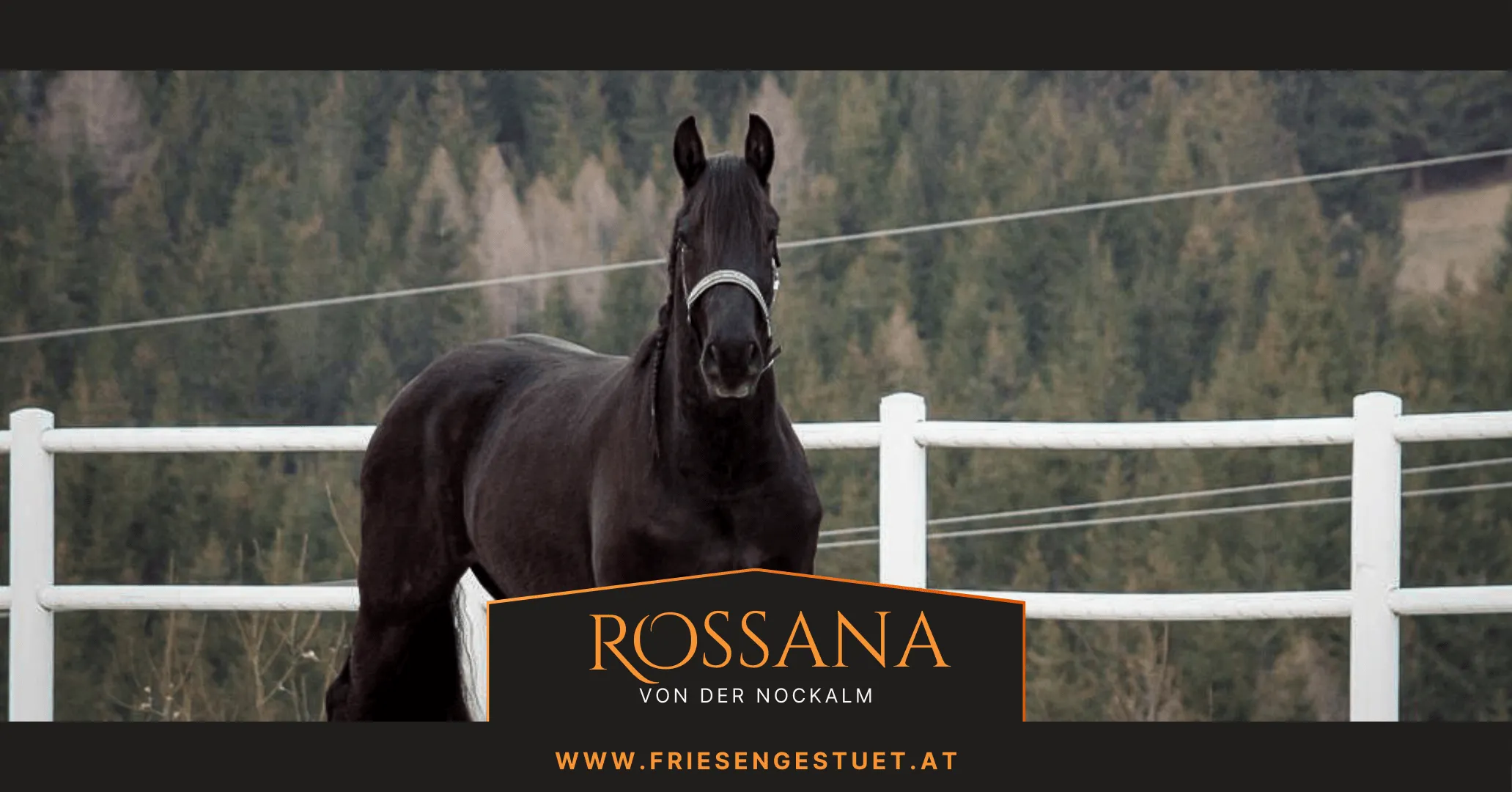 Friesenstute Rossana von der Nockalm