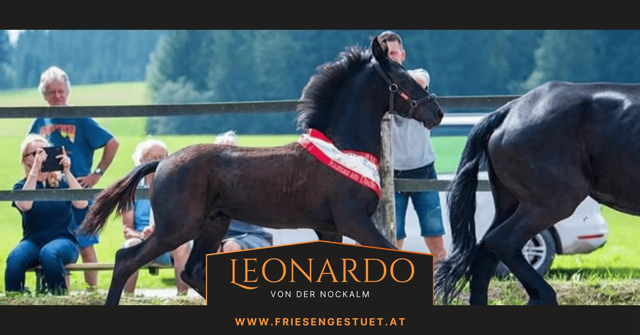 Friesen-Hengstjährling Leonardo von der Nockalm