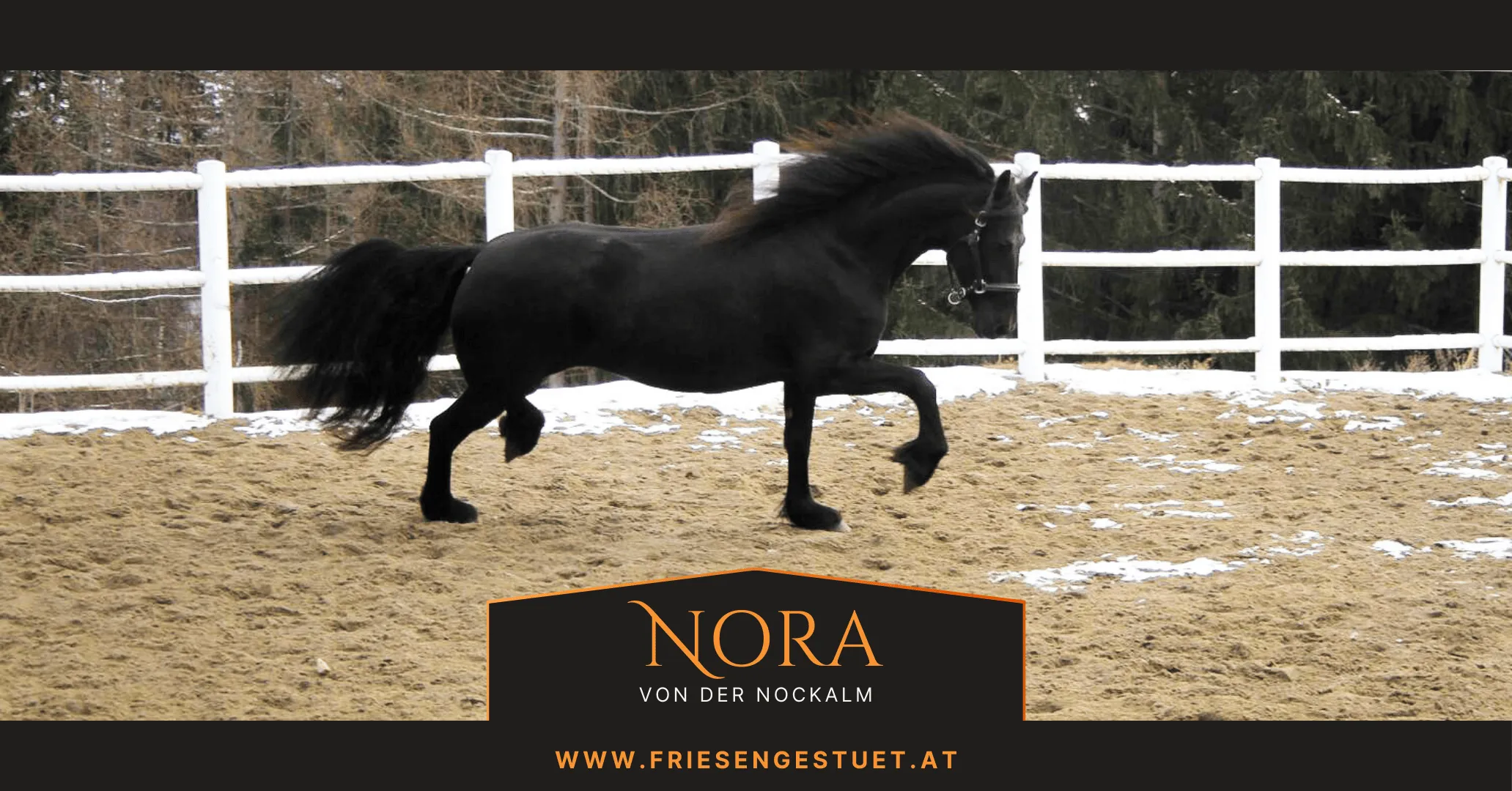 Friesenstute Nora von der Nockalm