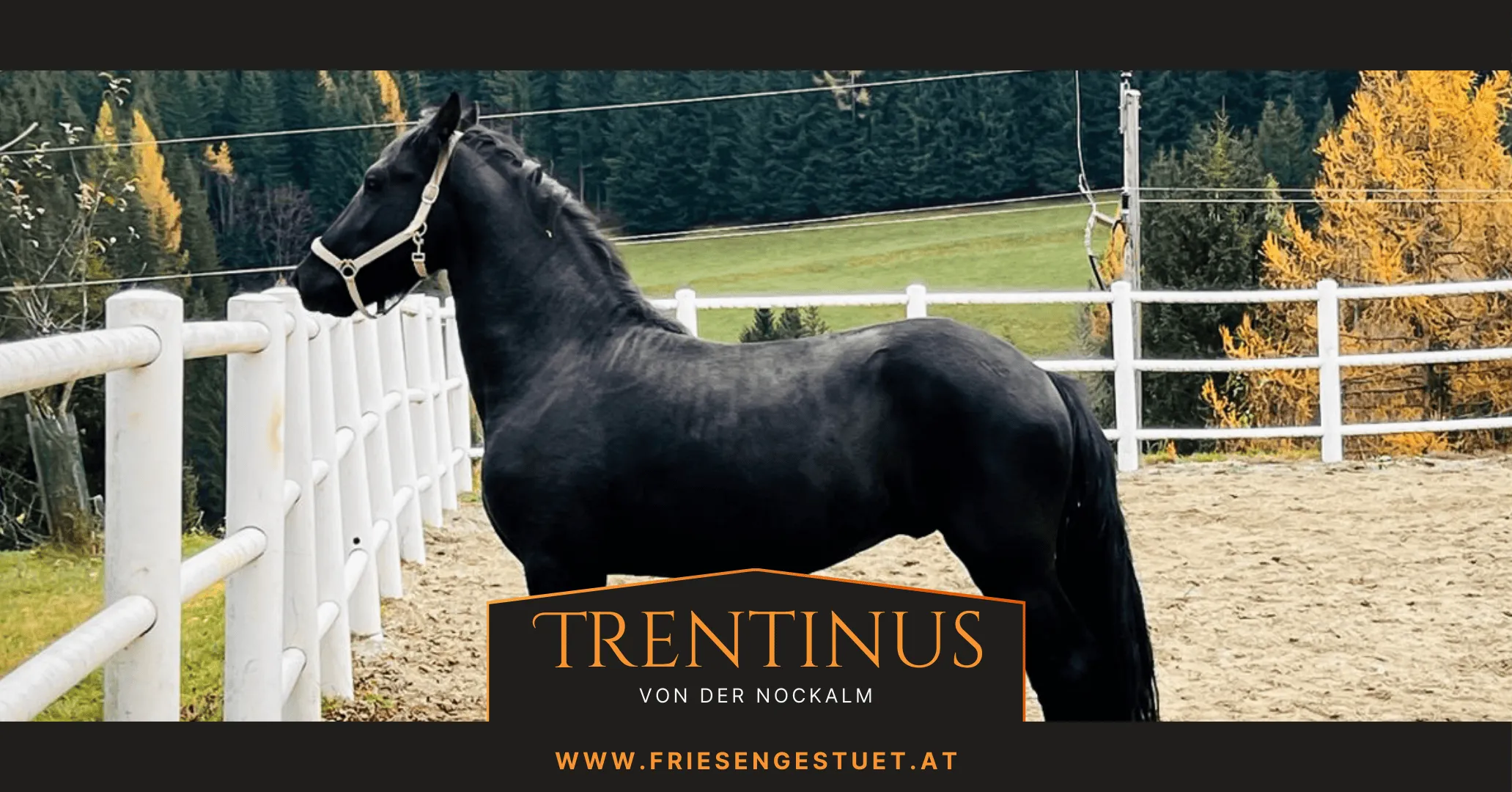 Friesenhengst Trentinus von der Nockalm