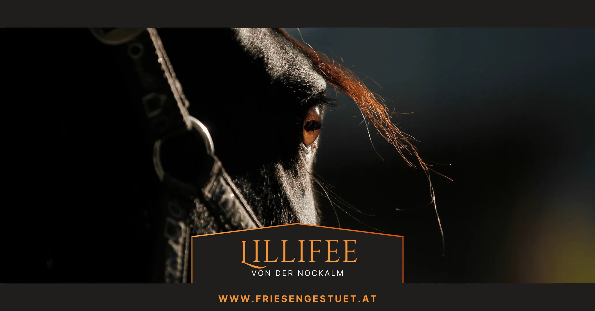 Landscapebild von Friesenstute Lillifee von der Nockalm 