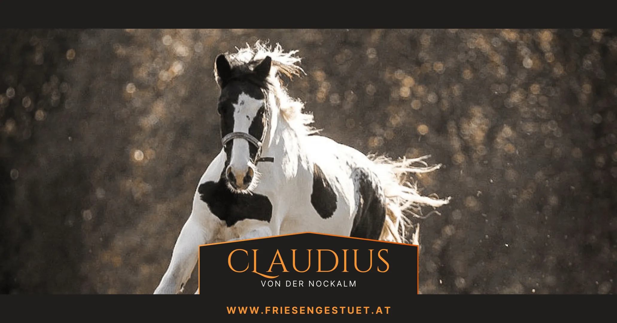 Barock Pinto Claudius von der Nockalm