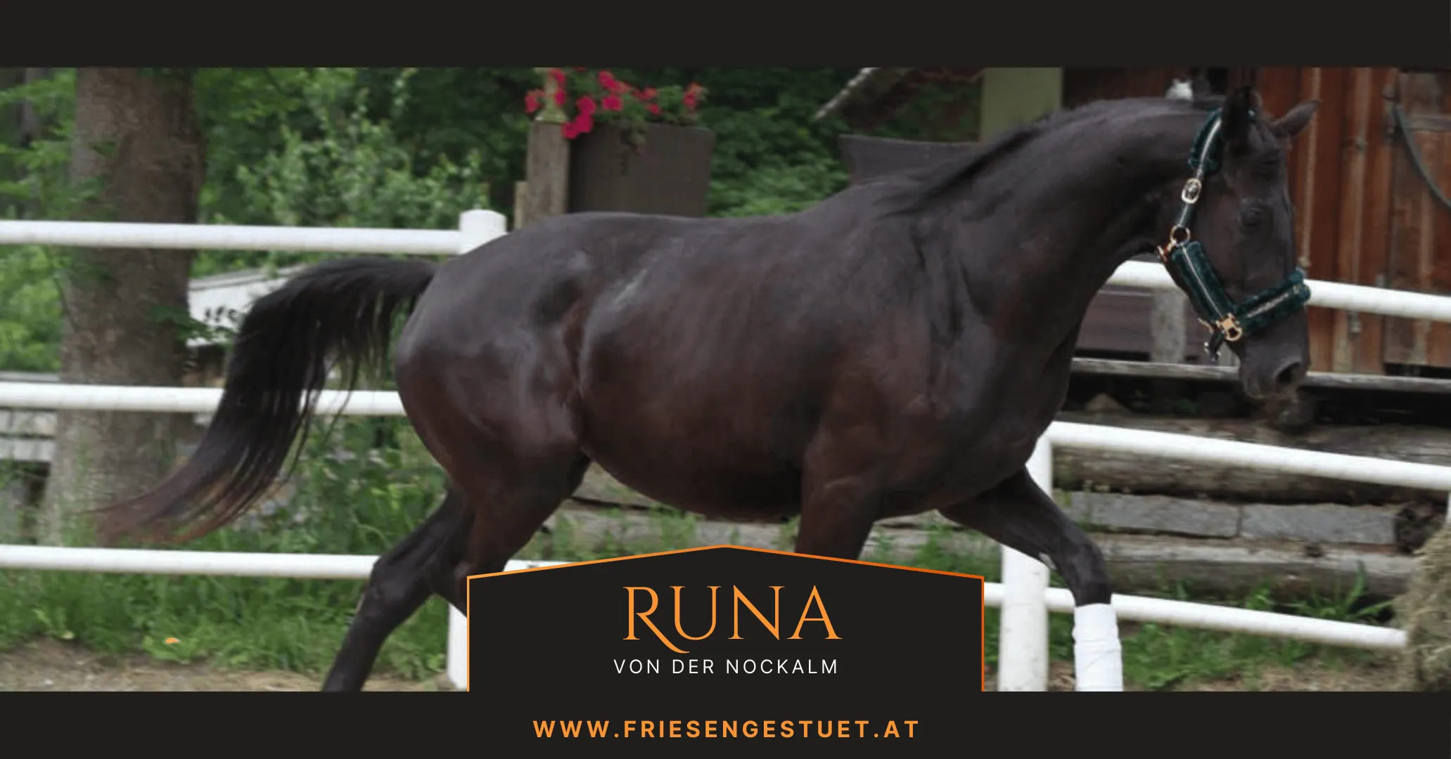 Runa von der Nockalm im Trab - Rappstute Österreichisches Warmblut 