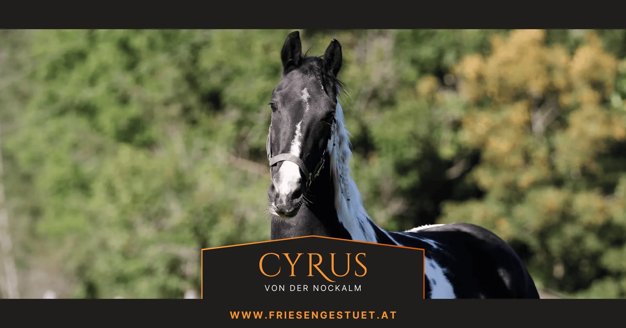 Österreichisches Warmblut Cyrus von der Nockalm - ein 2023 geborener Schwarzscheckhengst mit großer Zukunft
