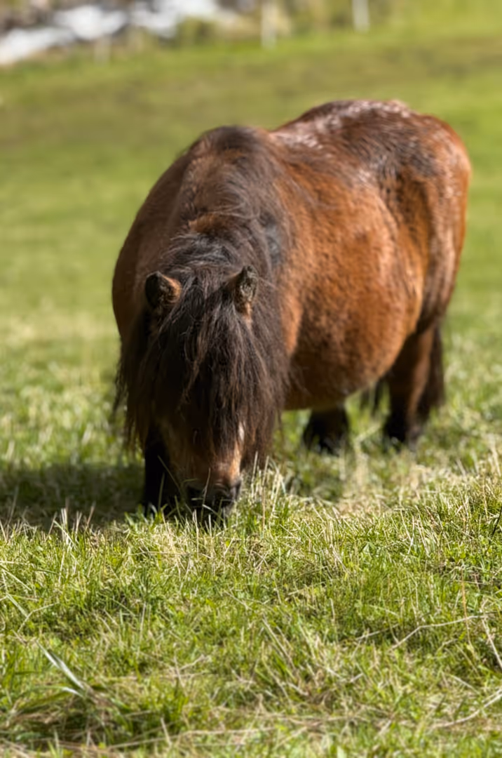 Braune Minipony Stute, tragend, ideales Anfänger-Pony und für kleine Kinder geeignet.