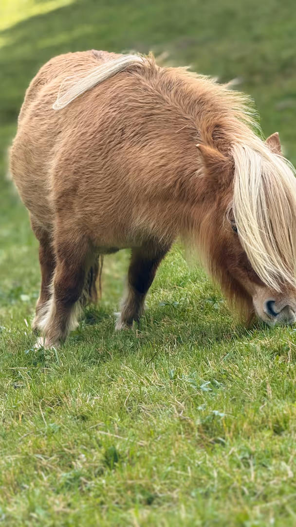 Sehr schöne Minipony Fuchsstute mit hellem Behang.