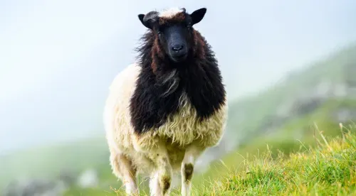 Heilivágur til seyð um heystið