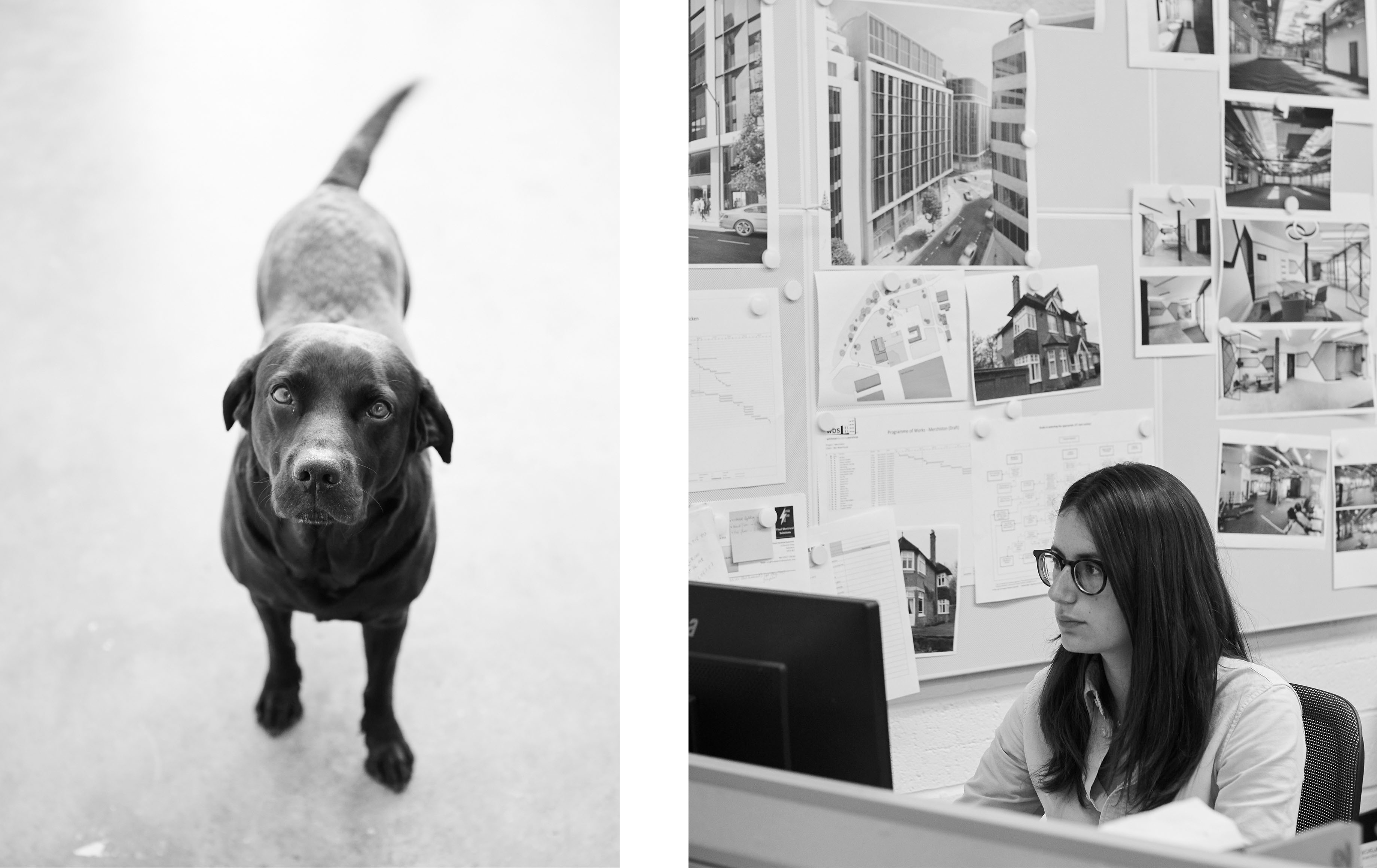 Two photo image, split in the middle. Left side showing a B&W photo of a dog. Right side showing a B&W photo of a woman working on a computer, with a wall of sketches behind her. 