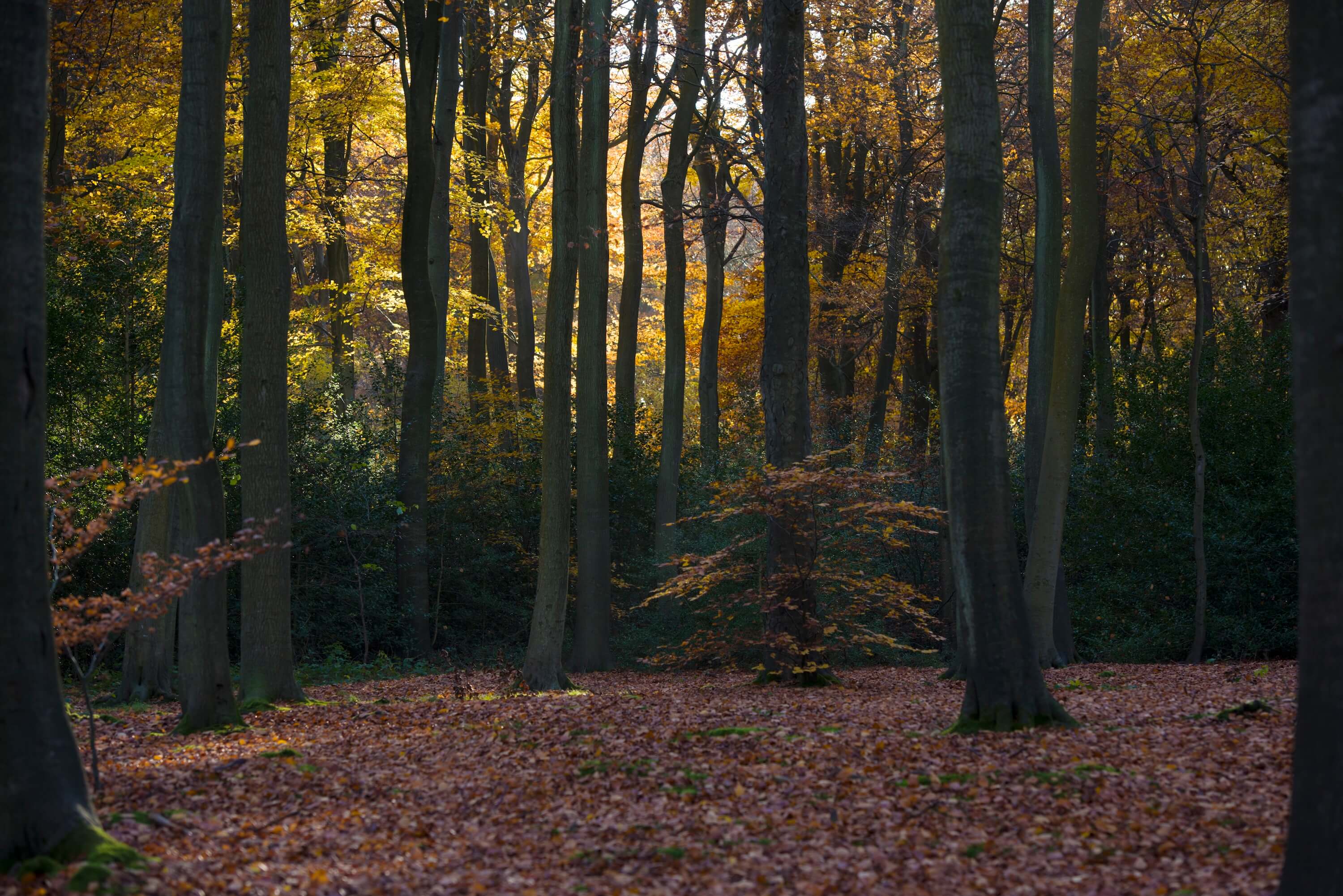 Sunlit forest in autumn with tall trees and fallen leaves covering the ground.