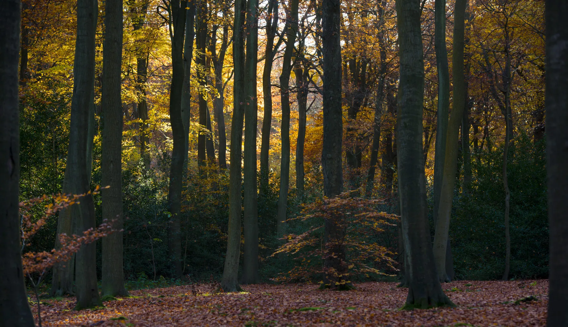 Main image for the project