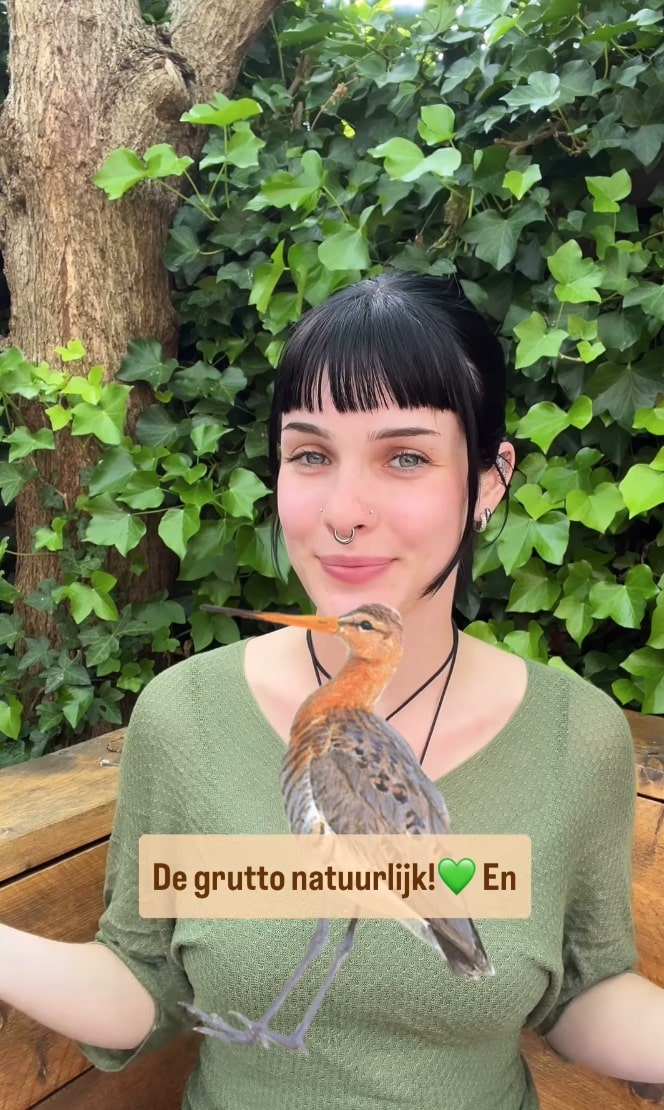 Ontmoeting met wilde zwijnen op de Veluwe