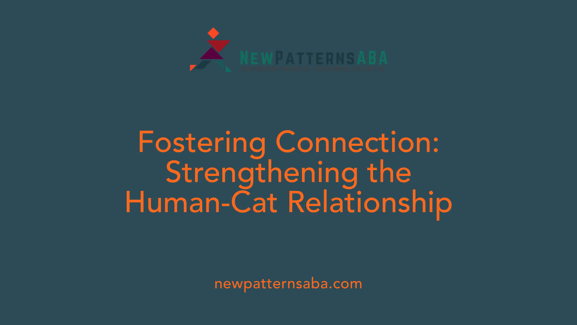 Fostering Connection: Strengthening the Human-Cat Relationship