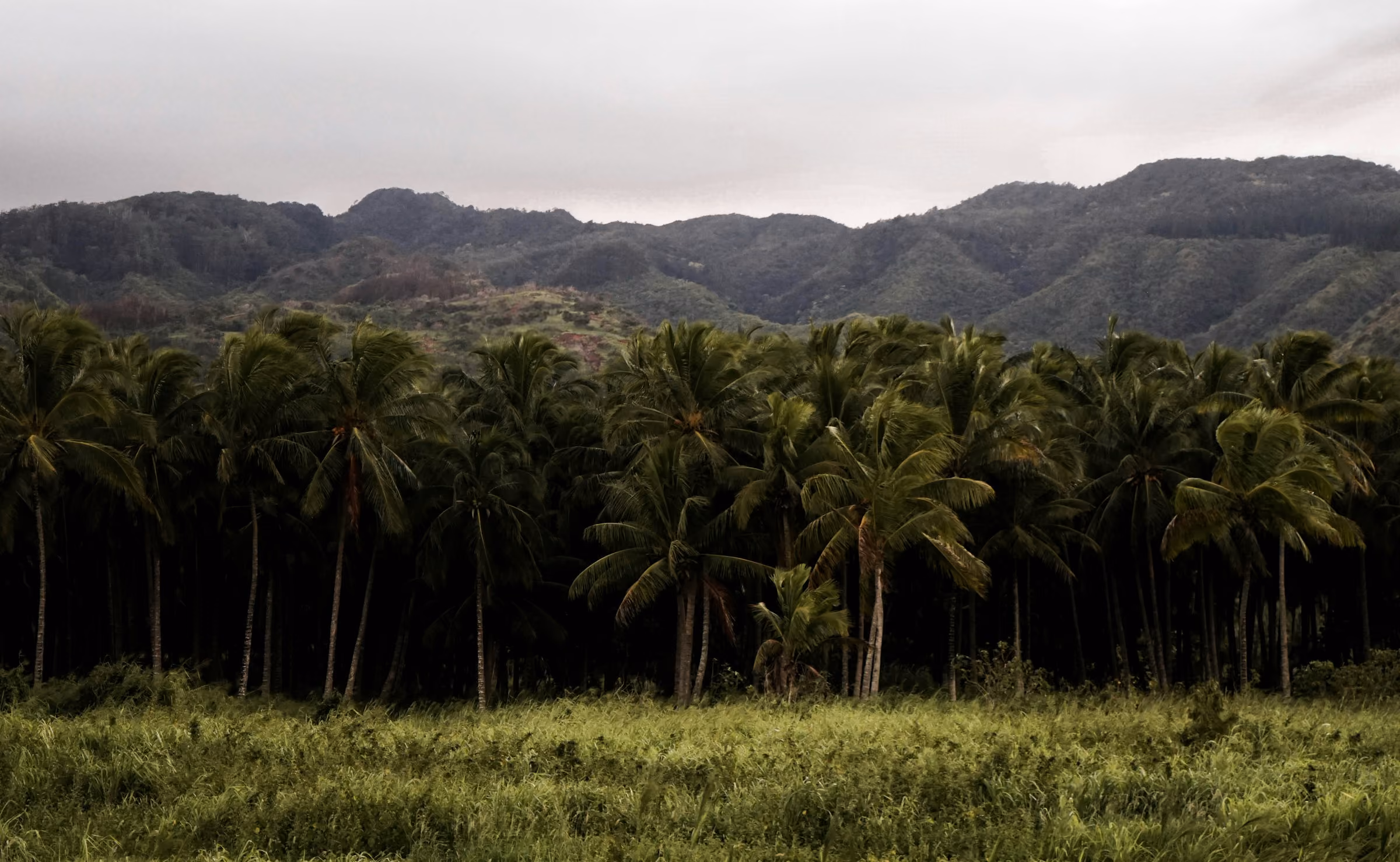 Isla Cuale