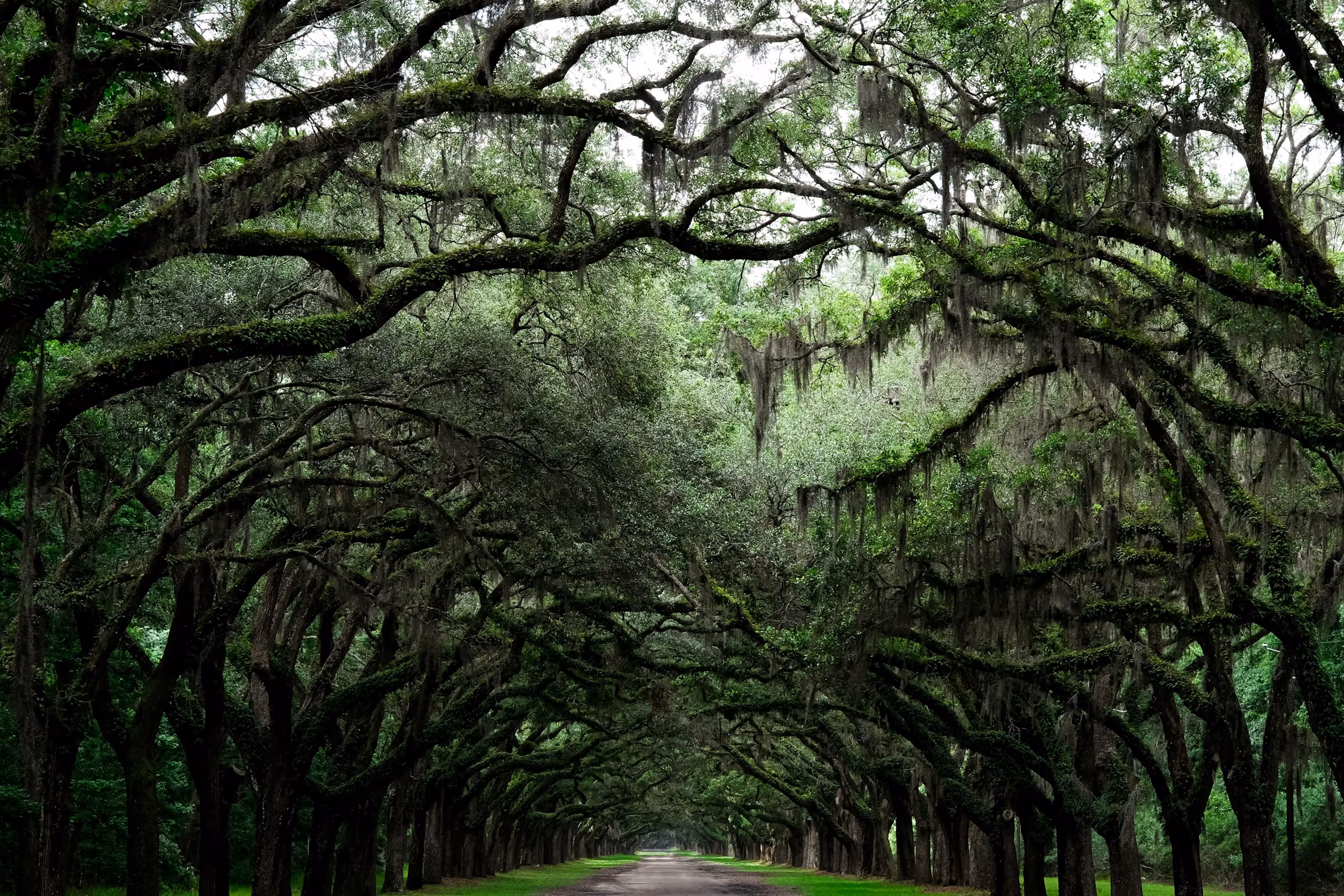 Carretera arbolada en el Lowcountry de Carolina del Sur