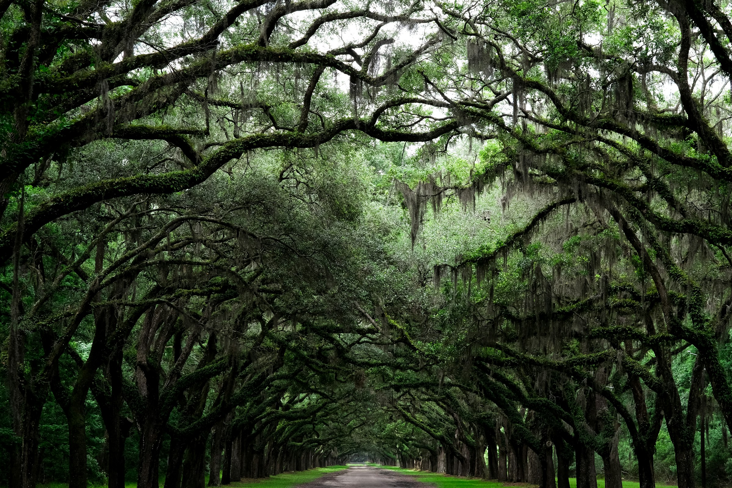Carretera arbolada en el Lowcountry de Carolina del Sur