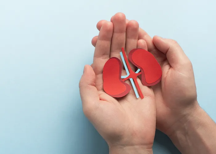 Two hands holding a red paper cutout model of kidneys with connecting blood vessels on a light blue background.