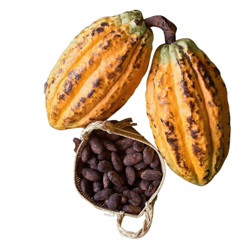 Cacao beans