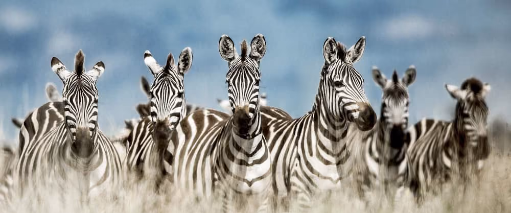 A group of Zebras.