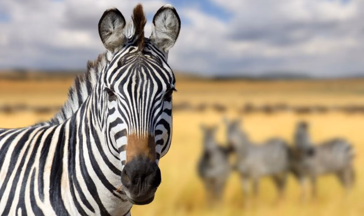 A Zebras profile.