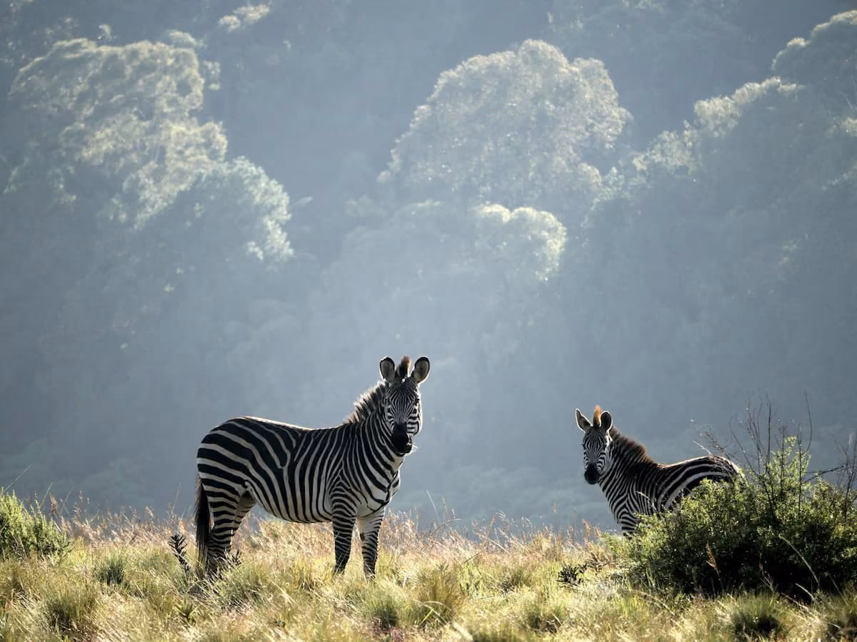 Two zebras in the wild.