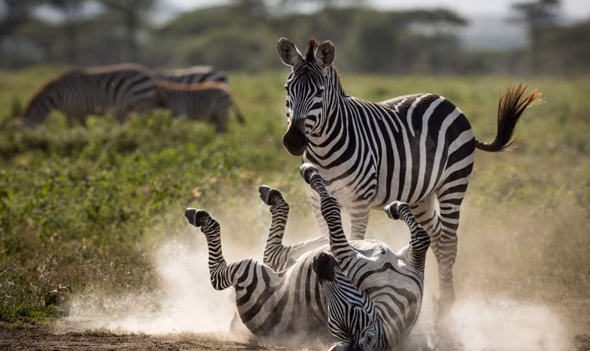 Two zebras playing on the ground.