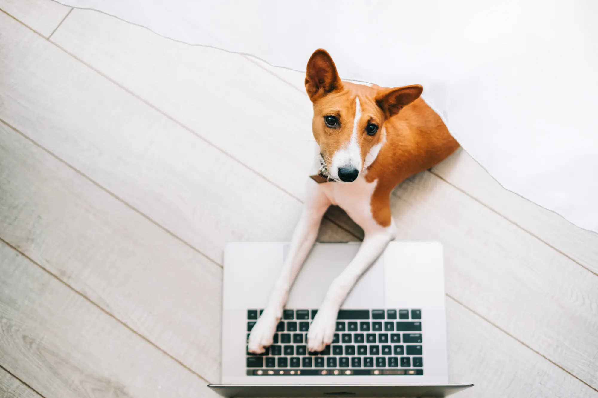 A dog is laying on a laptop keyboard.