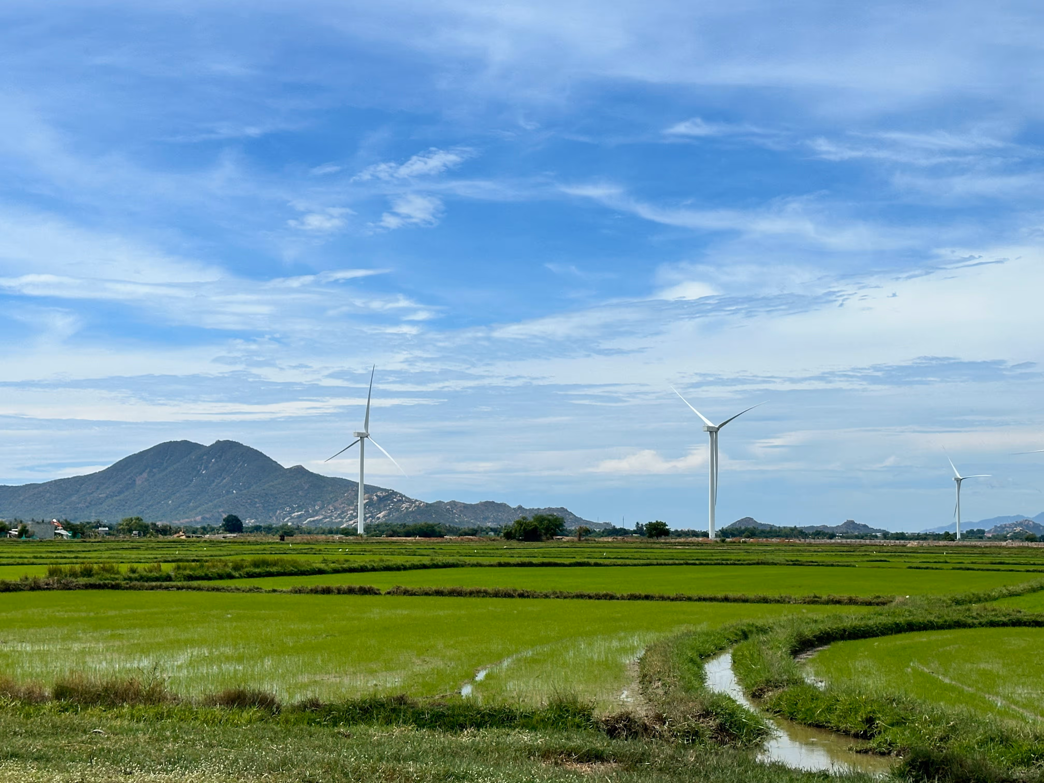 A large field of green grass with windmills in the background.