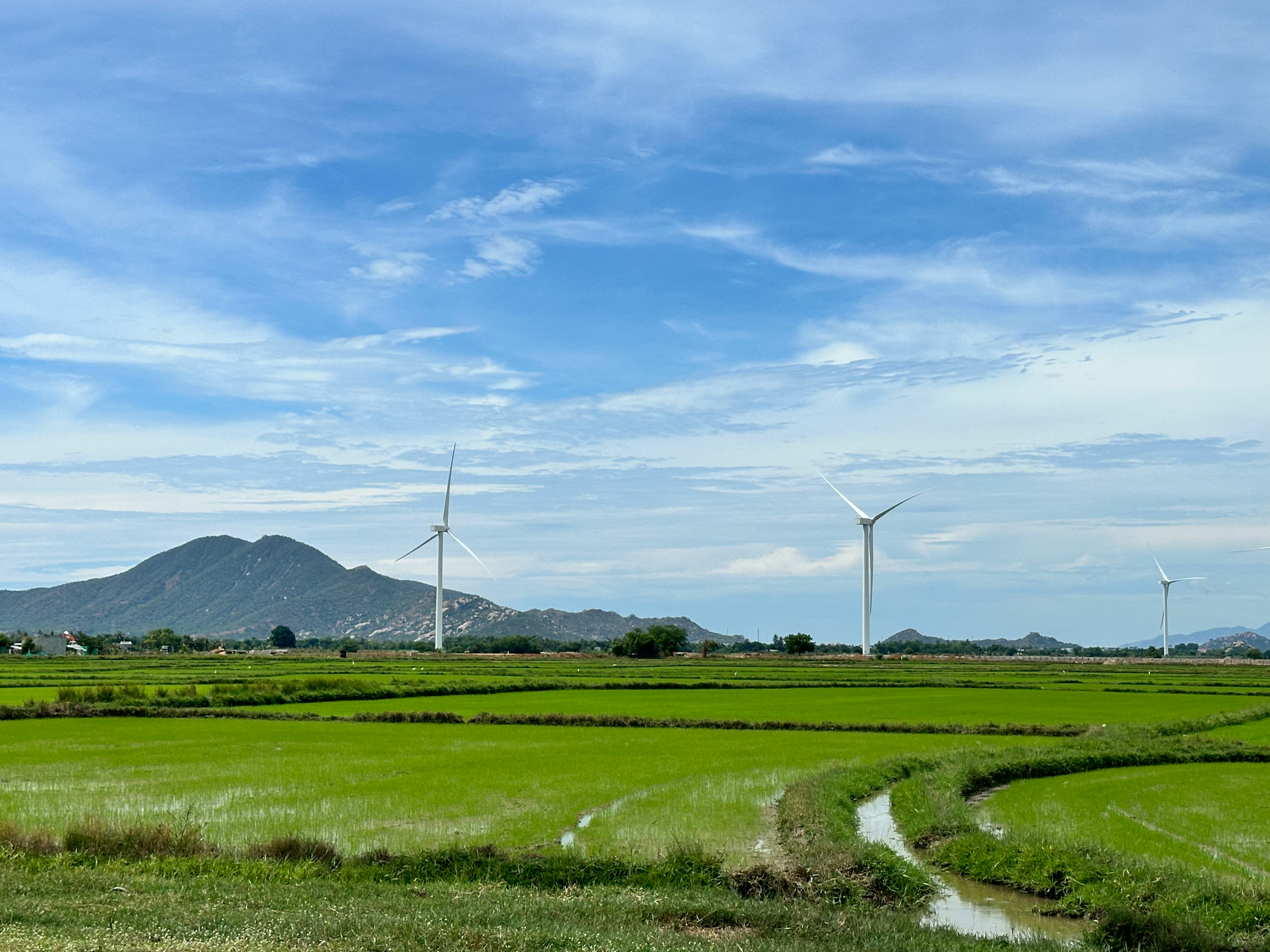 A large field of green grass with windmills in the background.