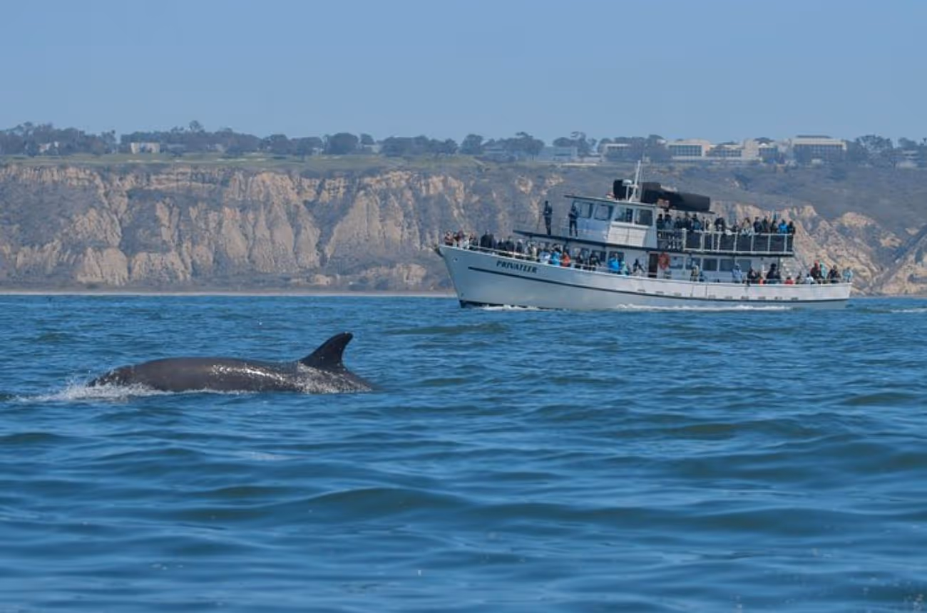 Embark on a 2 to 3-hour whale-watching cruise from San Diego's Mission Bay, offering the chance to observe majestic whales and other marine life in their natural habitat