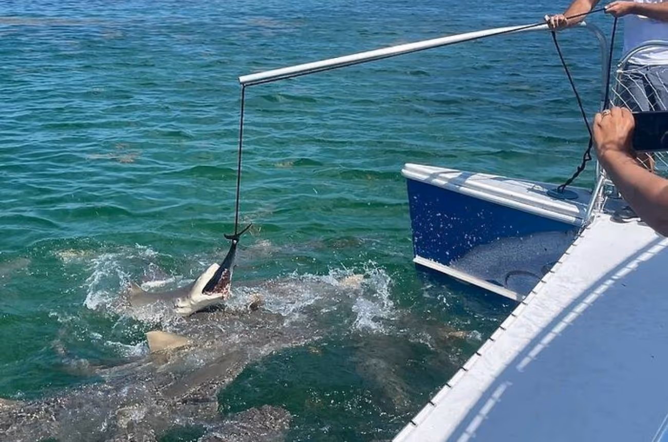 Embark on a two-hour eco-friendly catamaran tour off the coast of Key West, offering close-up views of sharks and diverse marine wildlife in their natural habitat.