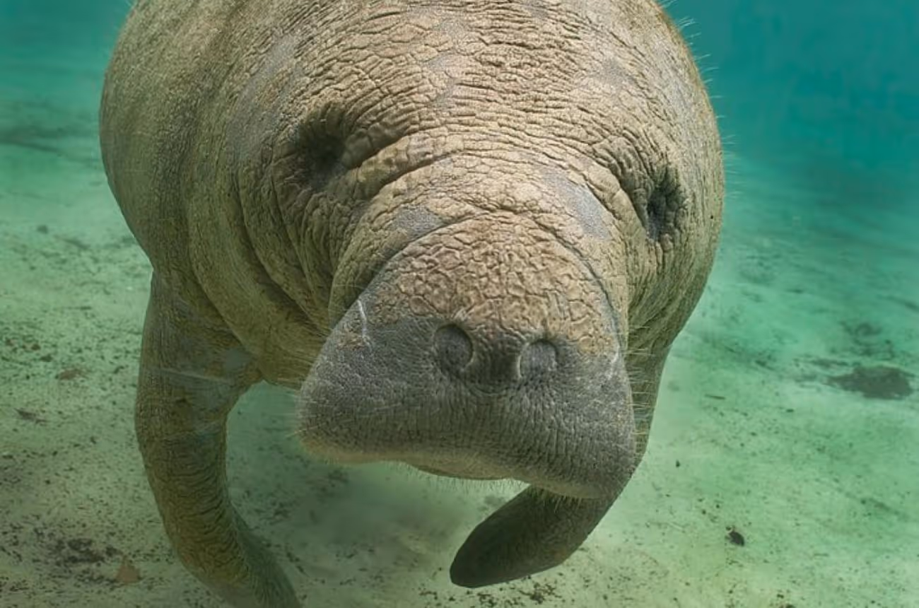 Embark on a 90-minute eco-friendly boat tour through the waterways of Naples, Florida, offering close-up encounters with manatees and a variety of local wildlife in their natural habitats.