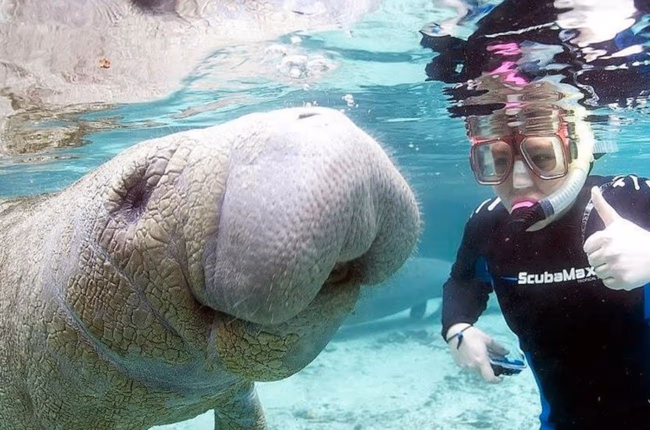 Embark on a 3-hour guided snorkeling adventure in Crystal River, Florida, where you'll have the unique opportunity to swim alongside gentle manatees in their natural habitat.