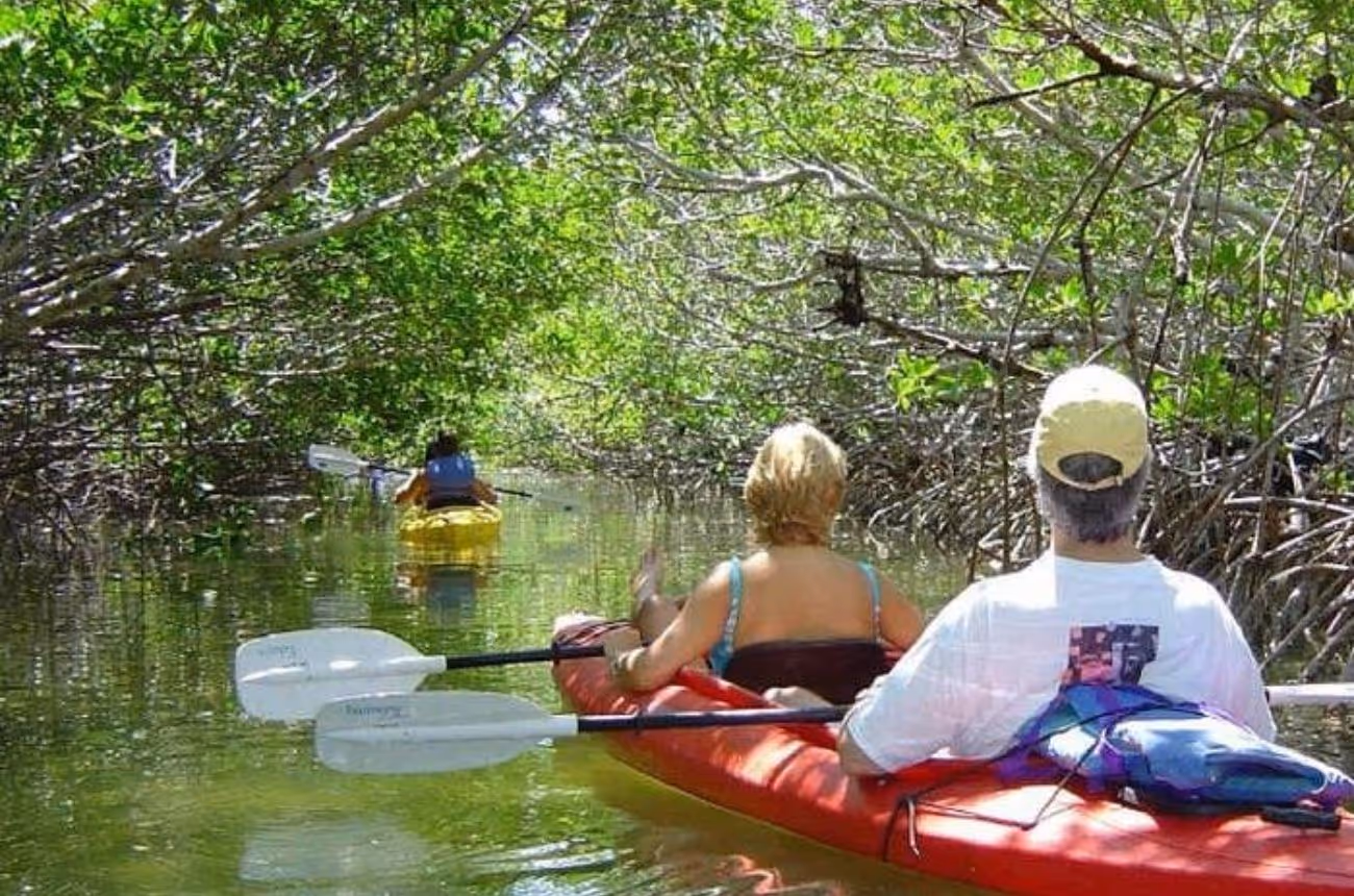 Embark on a 2-hour guided kayaking adventure through the serene mangrove creeks of Key West, offering an intimate exploration of the region's unique coastal ecosystem.