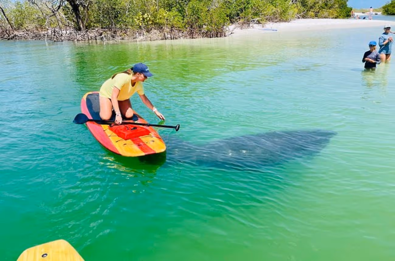 Embark on a 2-hour guided paddleboard tour through the tranquil waterways of Fort Myers, Florida, where you'll have the opportunity to observe dolphins, manatees, and other native wildlife in their natural habitat.