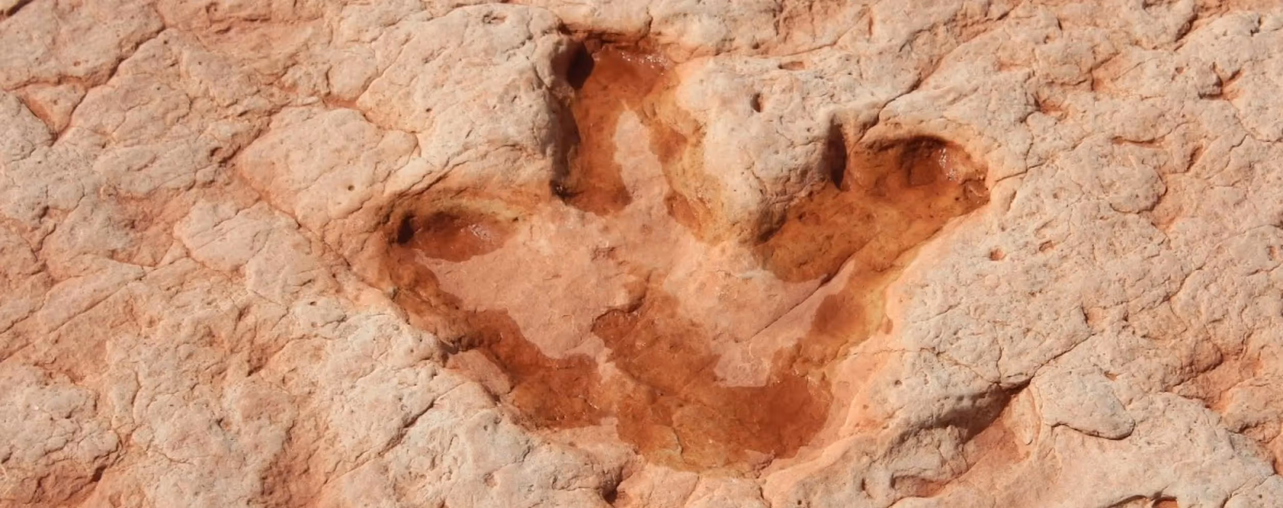 Navajo Moenave Dinosaur Tracks