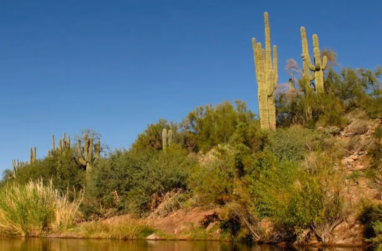 Tonto National Forest