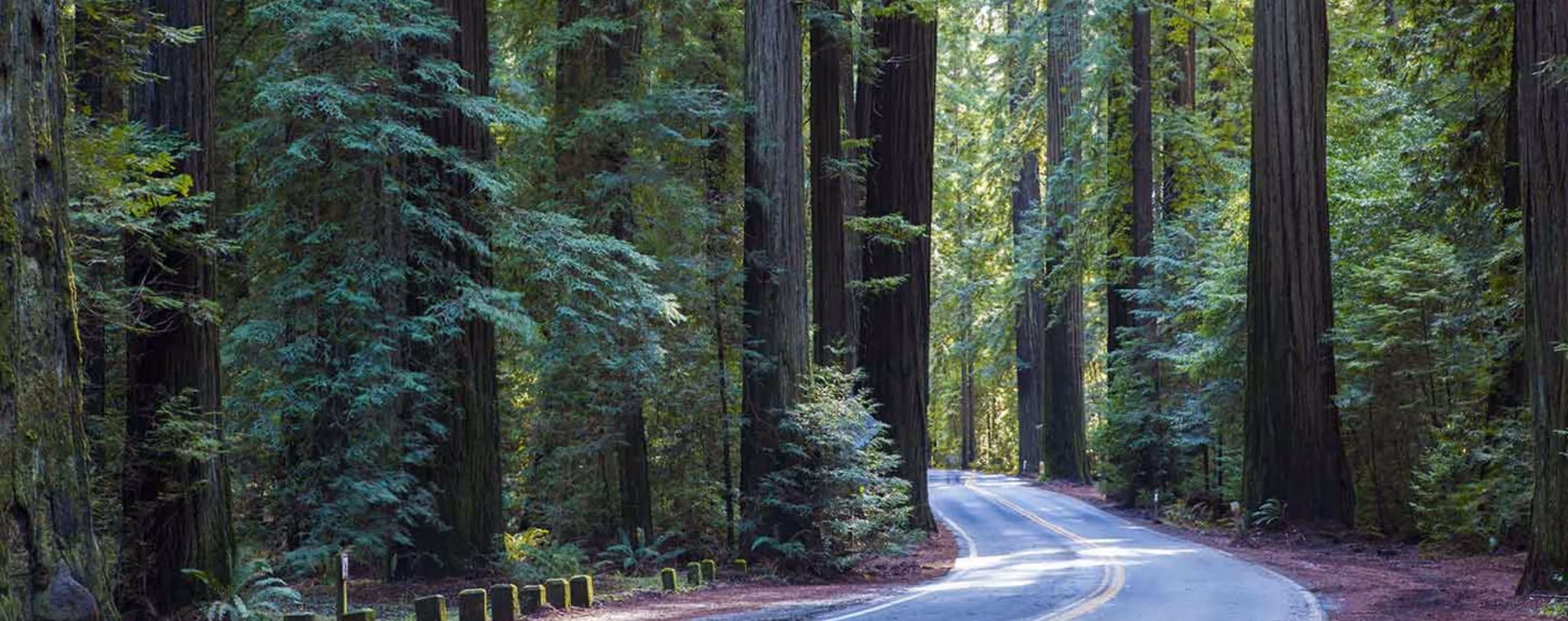 Avenue of the Giants (Humboldt Redwoods)