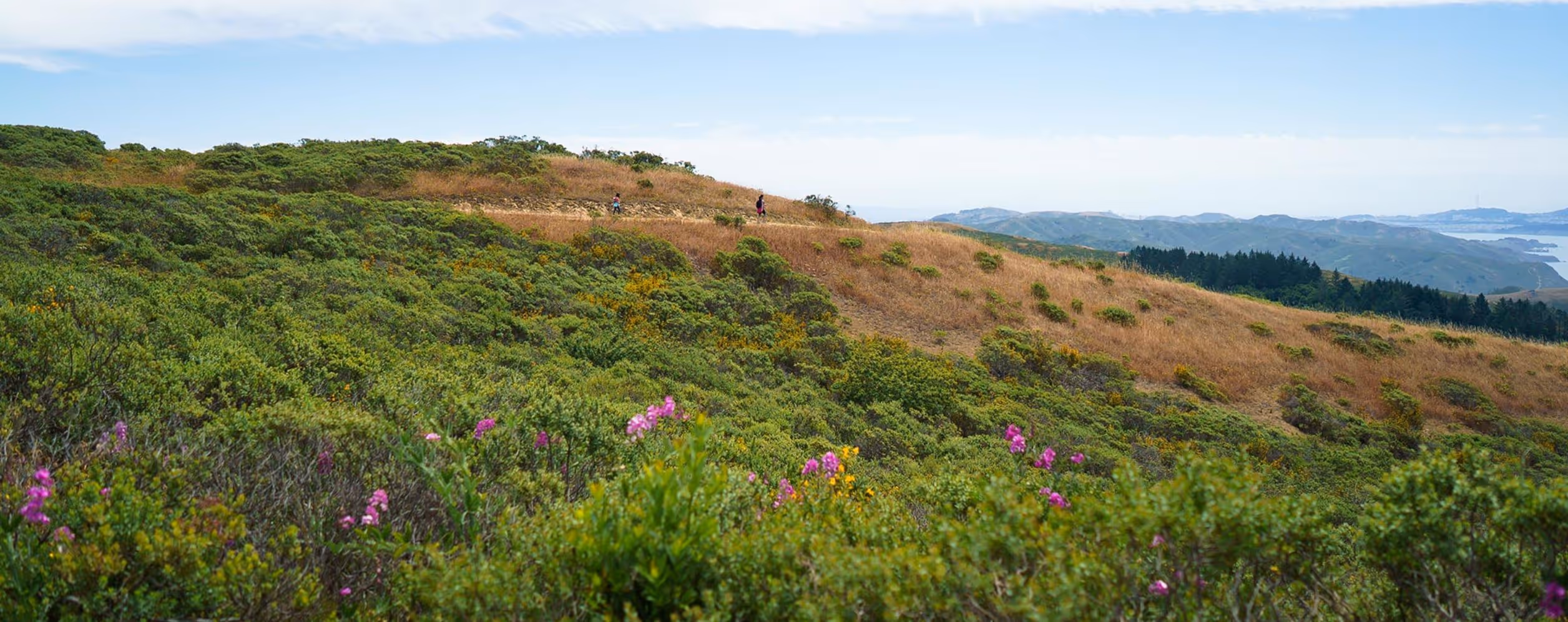 Mount Tamalpais State Park