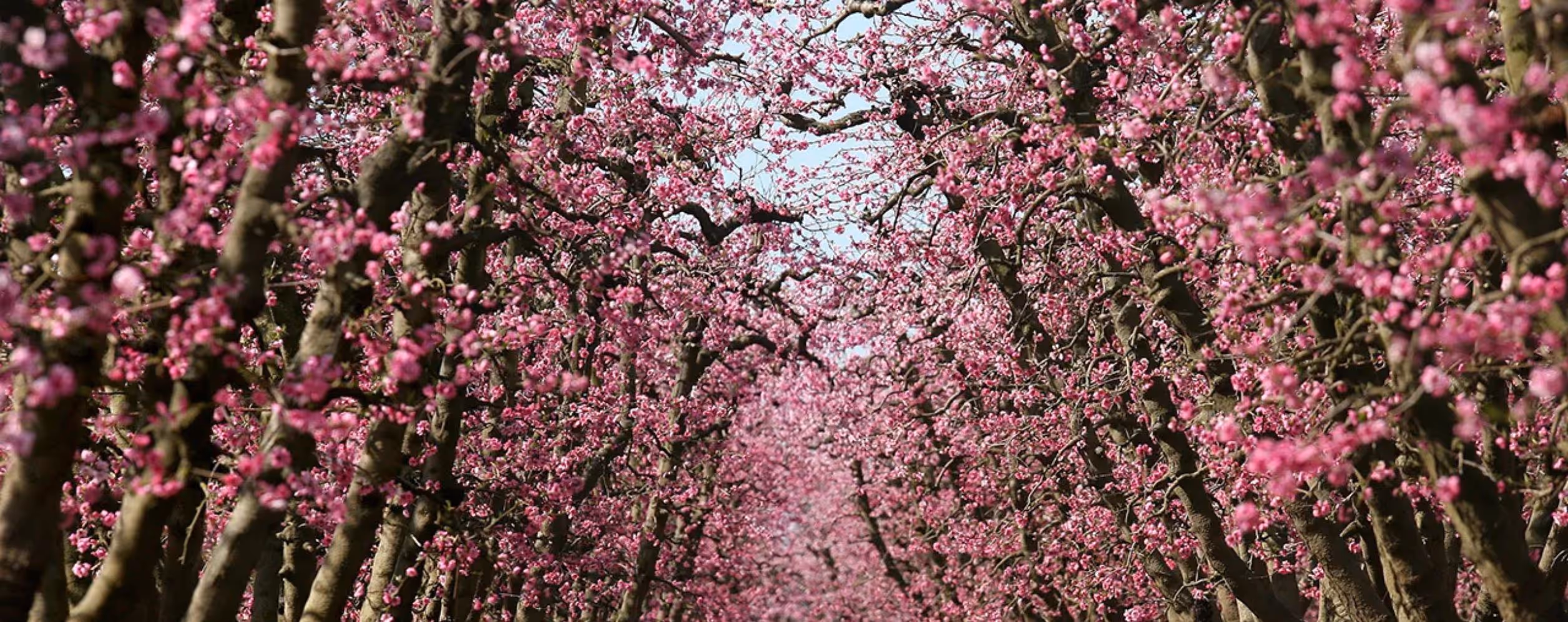 Fresno County Blossom Trail (Seasonal)