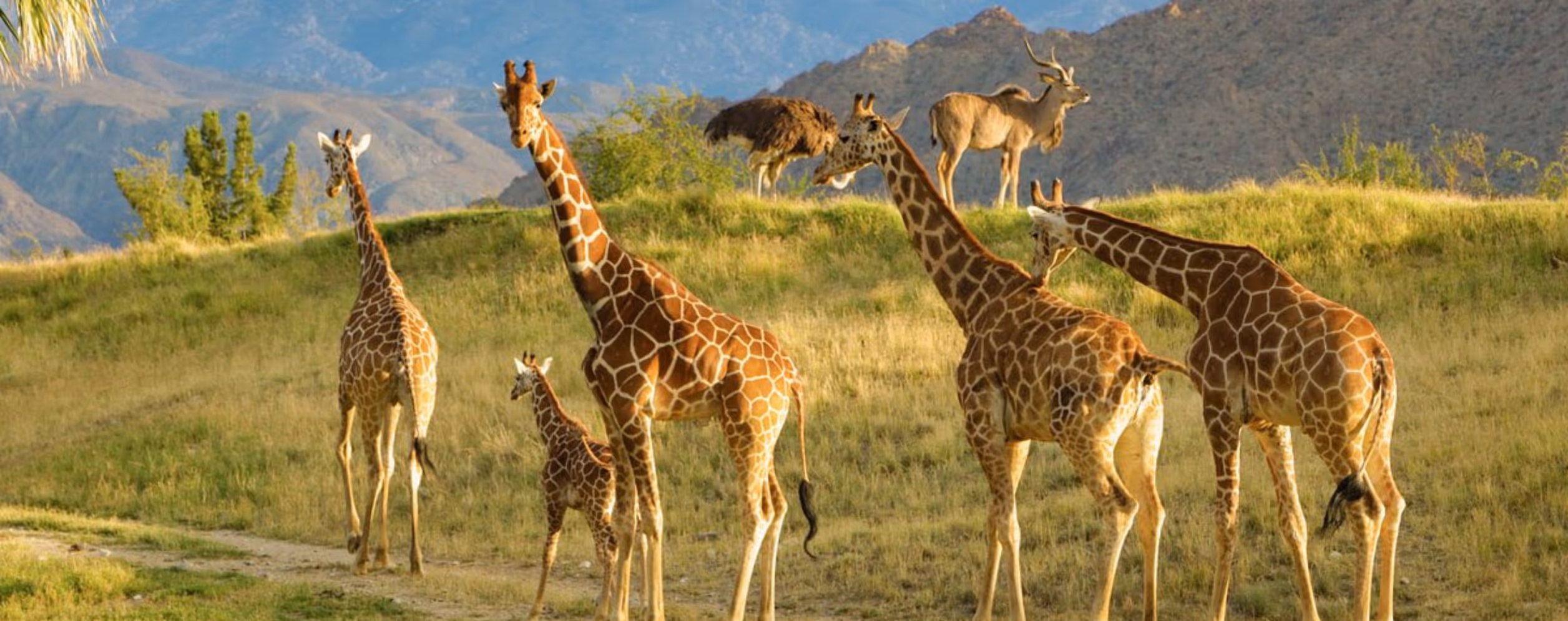 The Living Desert Zoo and Gardens (Palm Desert)