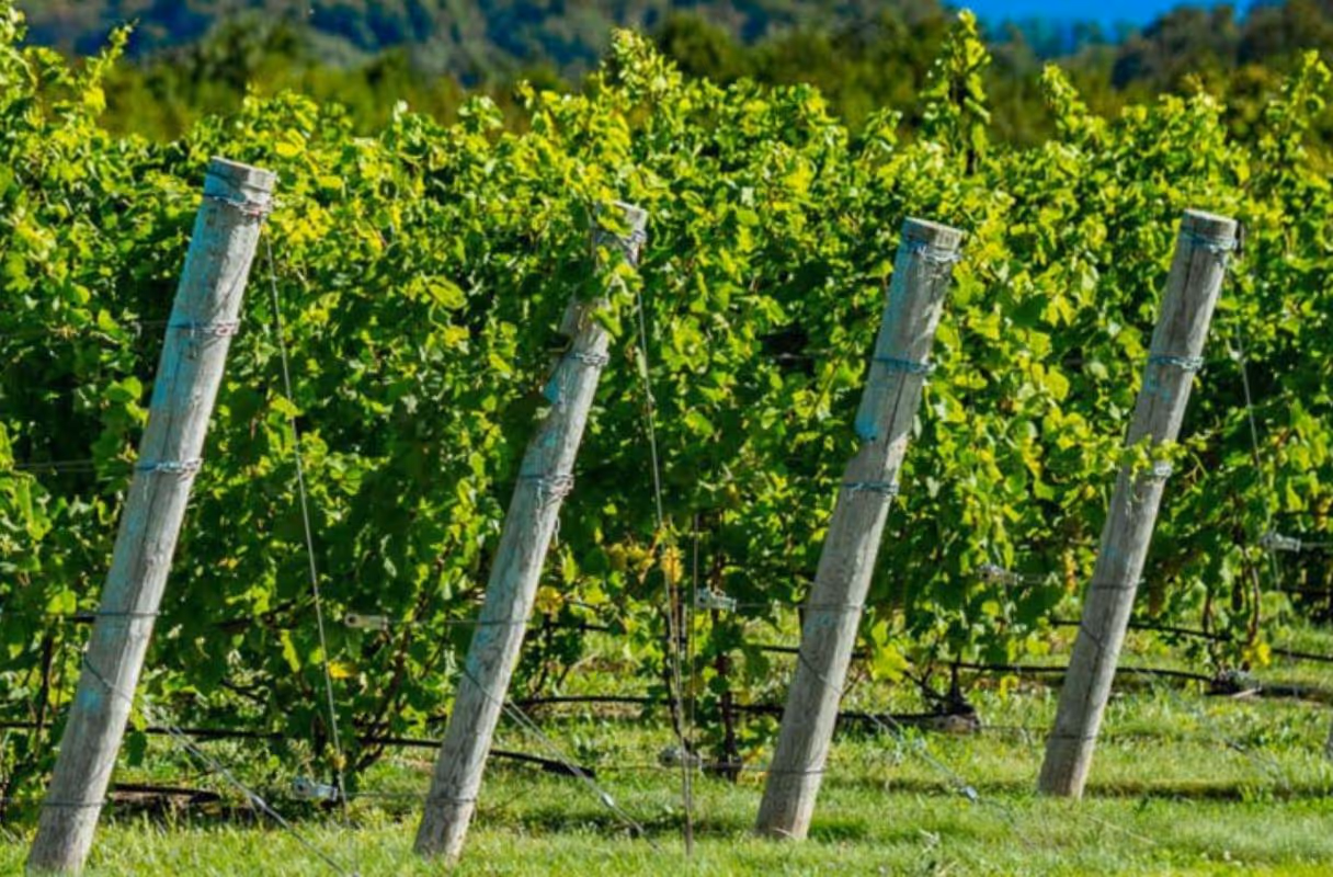 Leelanau Peninsula Wine Trail