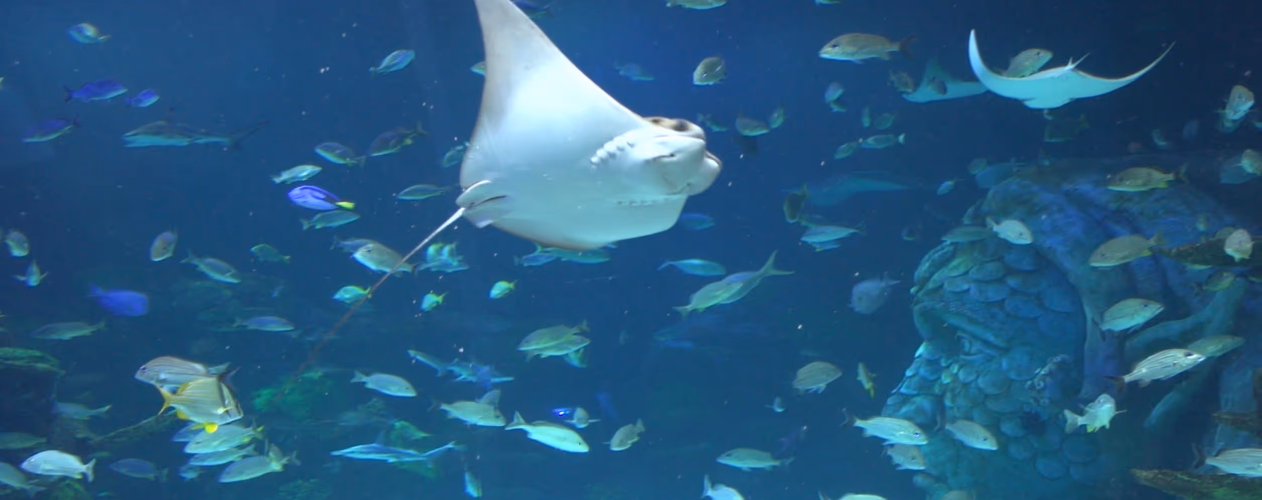 SEA LIFE Michigan Aquarium