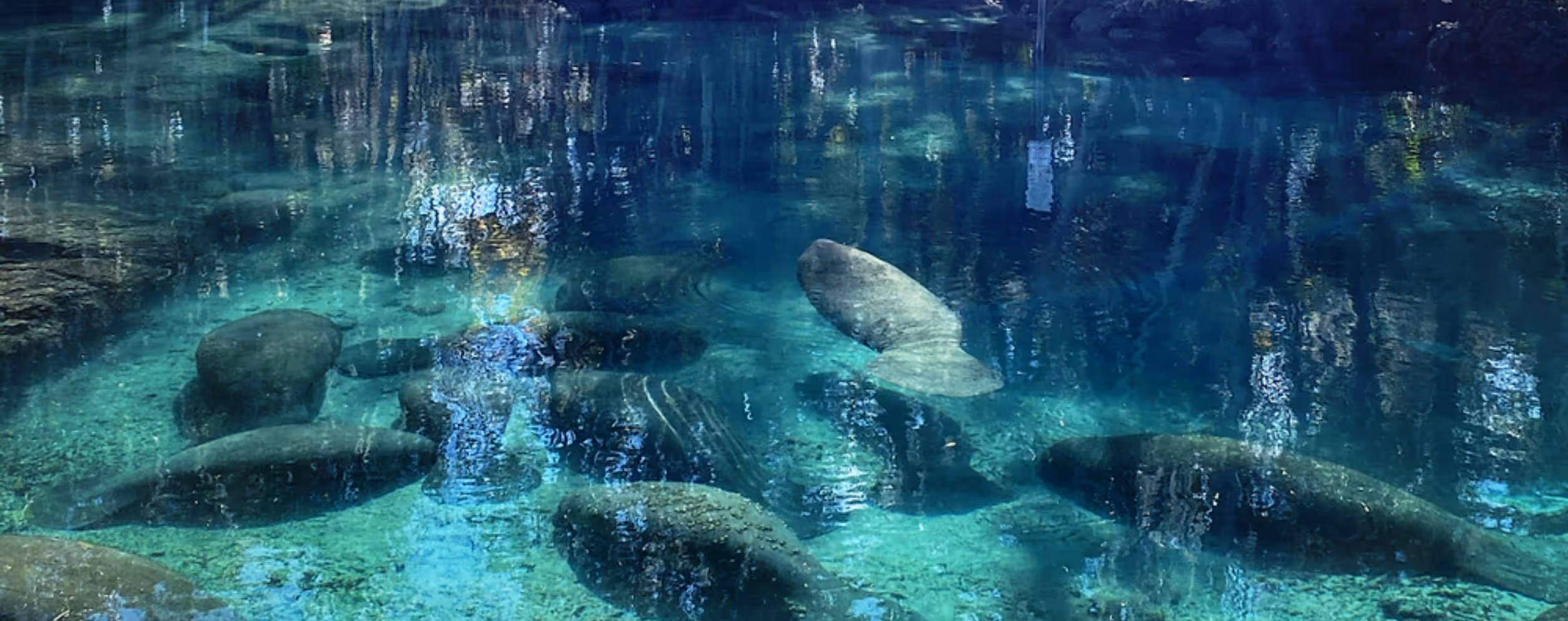 Crystal River (Three Sisters Springs)