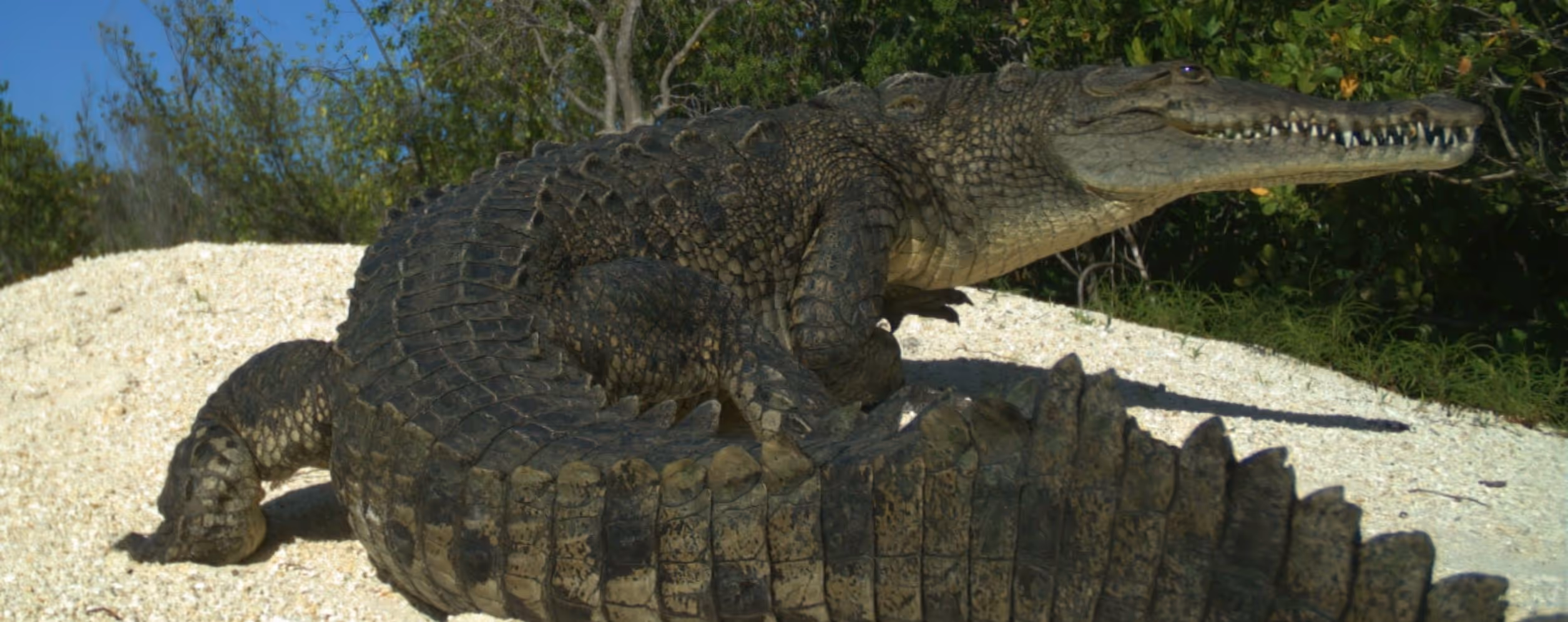 Crocodile Lake National Wildlife Refuge (North Key Largo)
