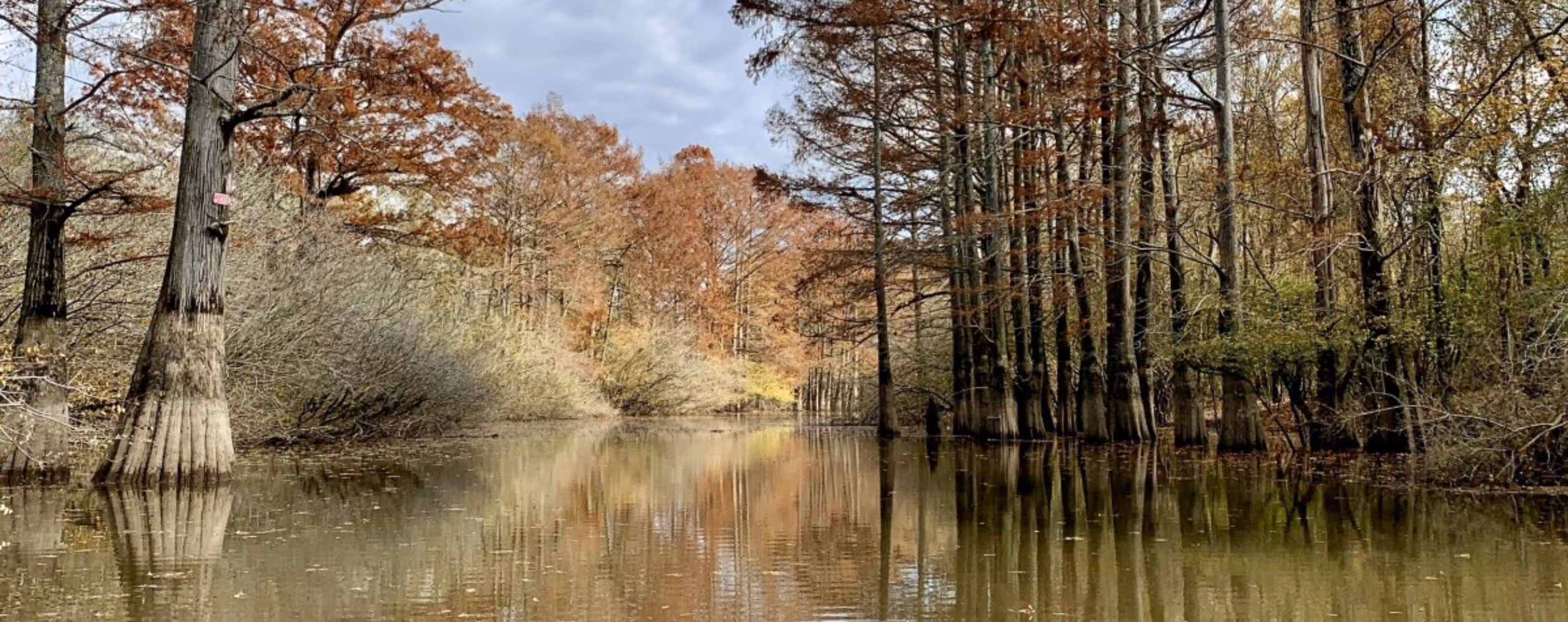 Cache River National Wildlife Refuge
