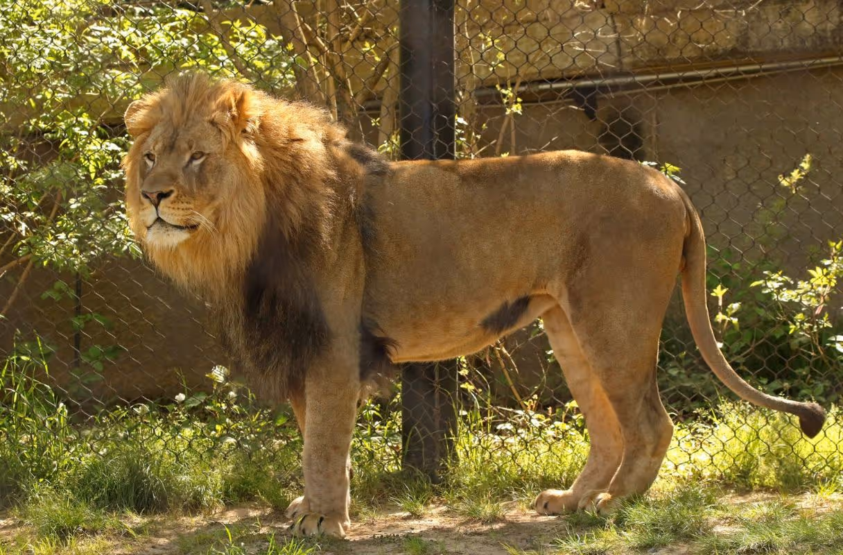 Little Rock Zoo