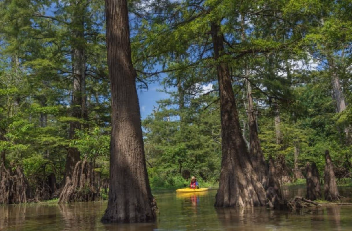 Bayou Bartholomew