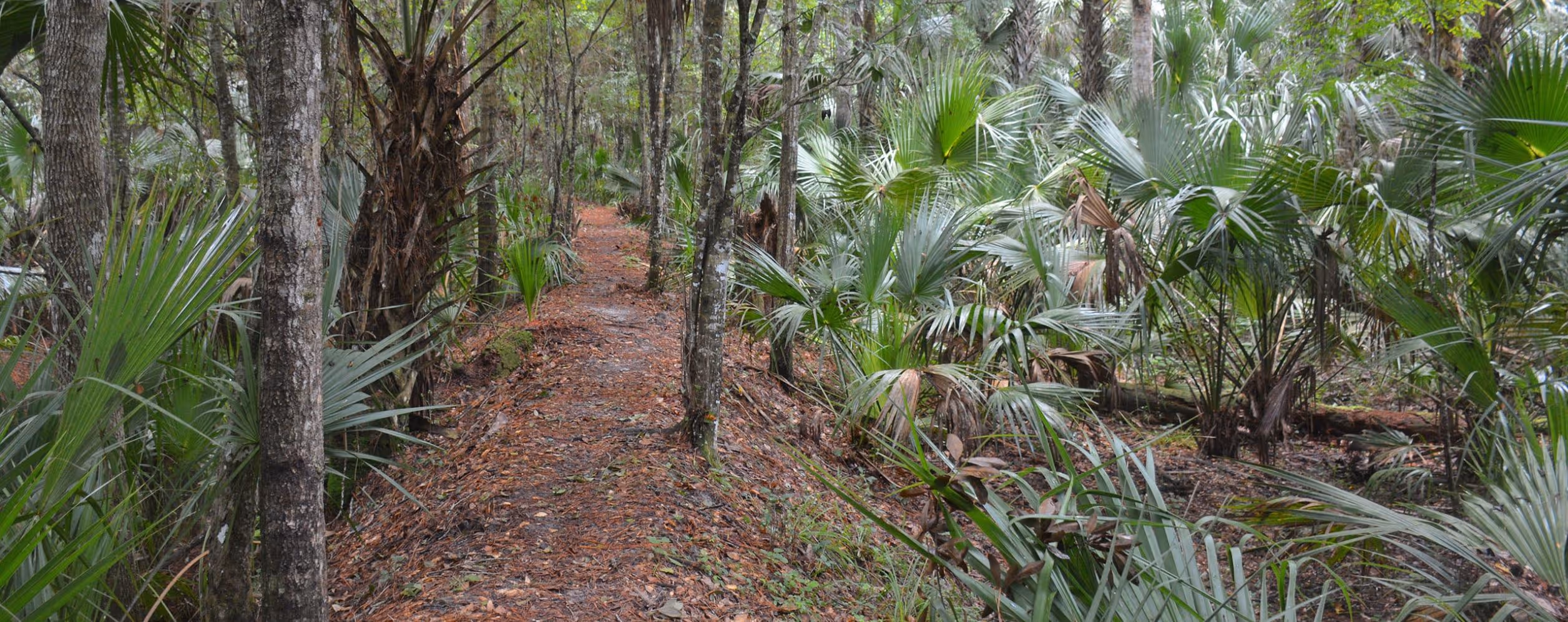 Black Bear Wilderness Area Trail