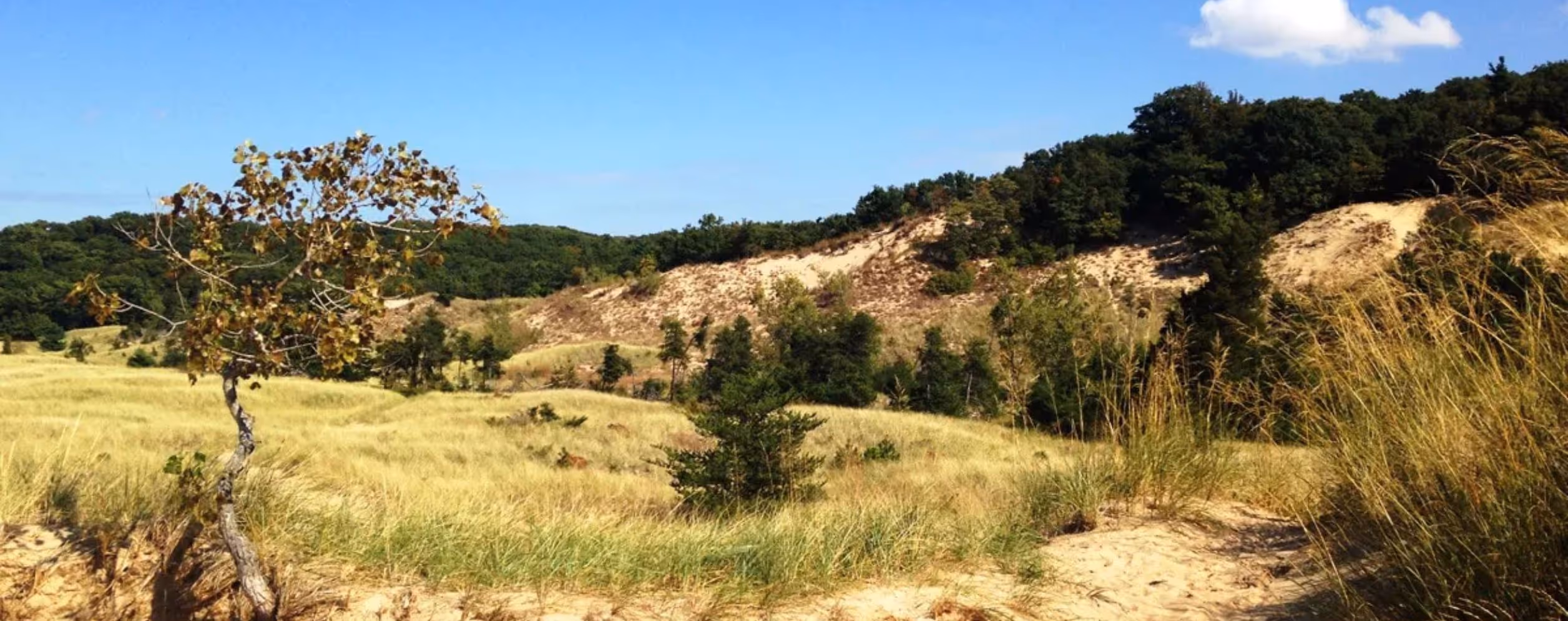 Saugatuck Dunes South Trail